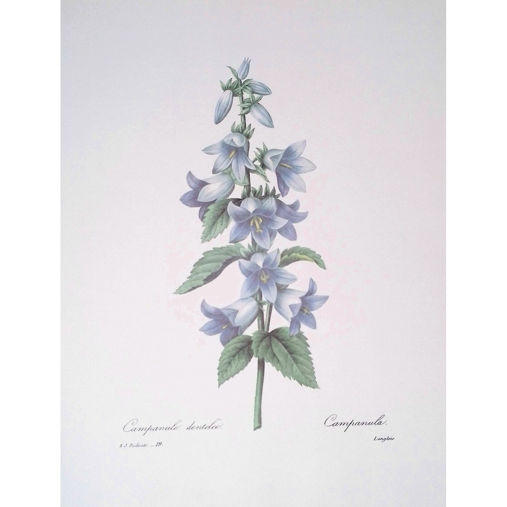 P.J. Redoute Campanula Dentata Botanical Book Plate Blue Bellflower Floral 11x14 - Picture 3 of 6